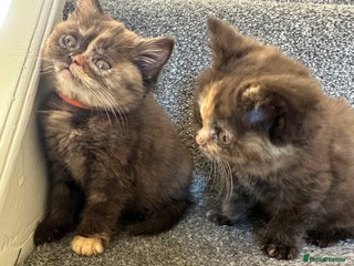 British Shorthair cats 😻Beautiful Chocolate Tortie BSH Kittens😻🎀 - Advert 18