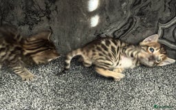 Bengal cats for sale: Russian Blue Bengal Kittens - Image 32