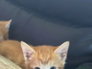 Mixed Breed cats Two female kittens - Advert 1