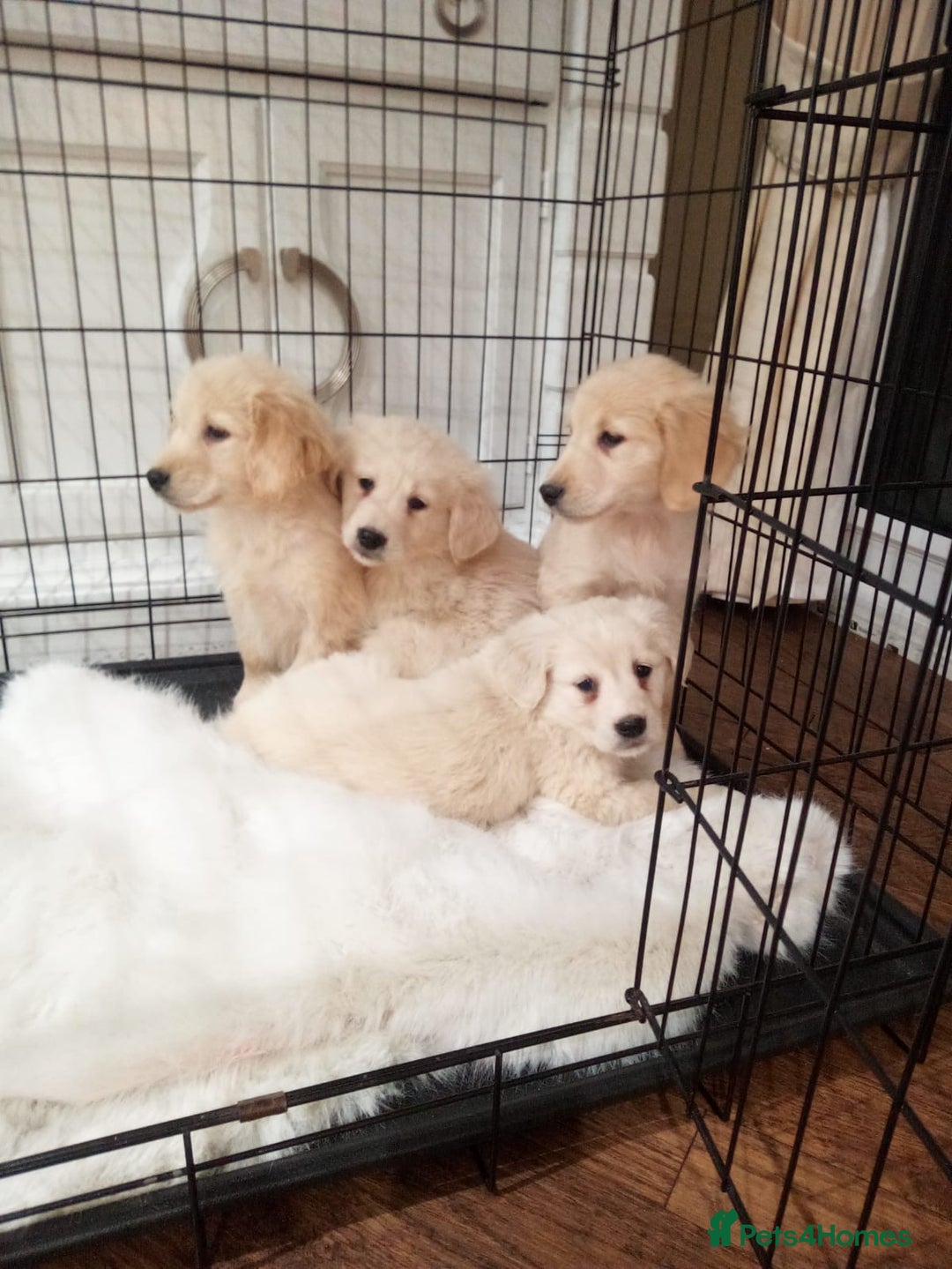 Golden Retriever dogs for sale: KC registered golden retrievers for sale  - Advert 11
