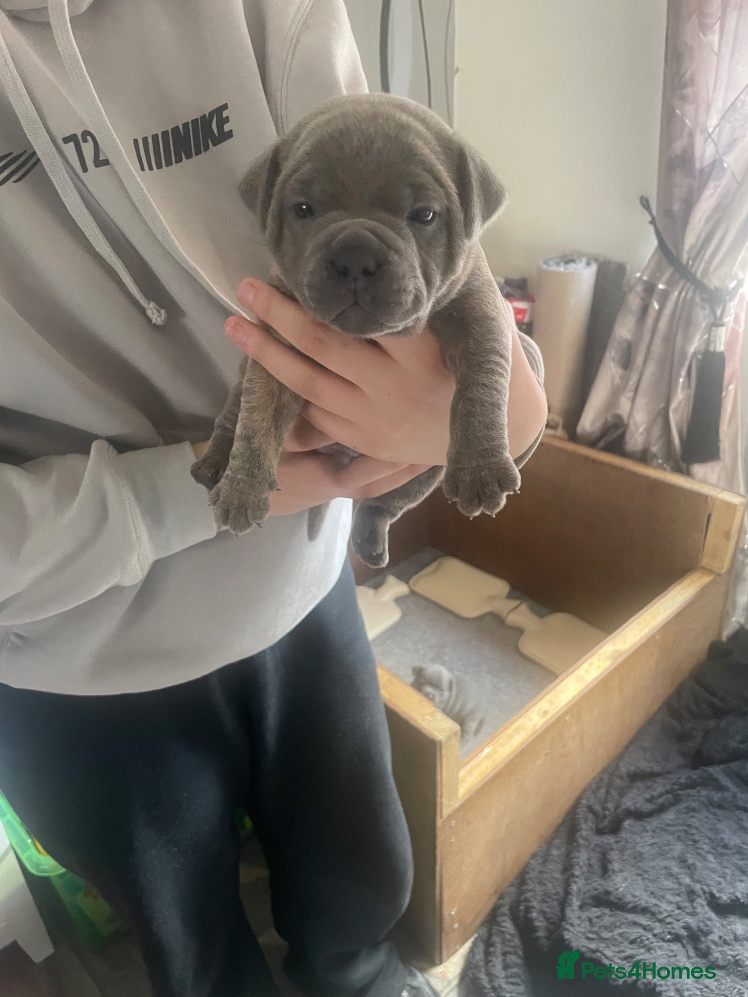 Staffordshire Bull Terrier dogs Staffie pups for sale - Advert 9