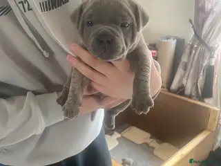 Staffordshire Bull Terrier dogs Staffie pups for sale - Advert 1