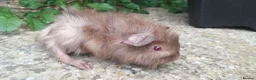 Guinea Pig rodents for sale: baby guinea pigs for sale - Advert 8