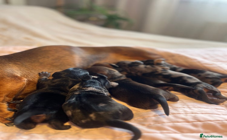 Dachshund dogs - Advert 1