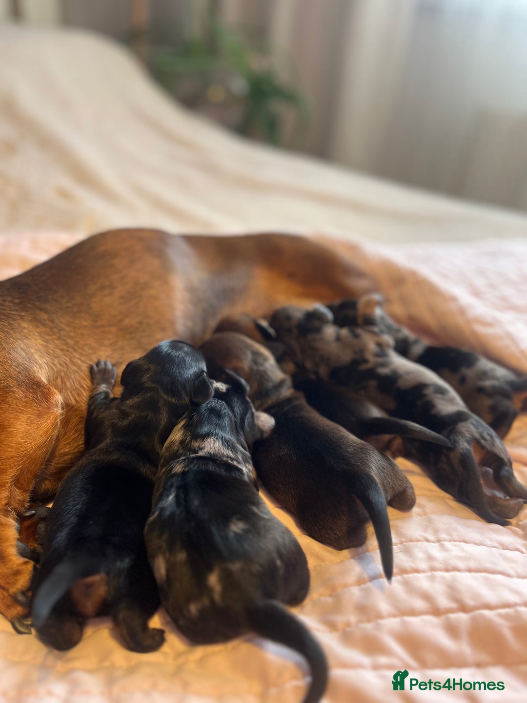 Dachshund dogs for sale: Miniature Dachshunds - Image 1