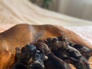 Dachshund dogs - Advert 14