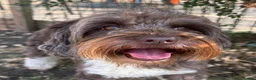 Labradoodle dogs for stud: Proven Miniature Australian Labradoodle Stud - Advert 4
