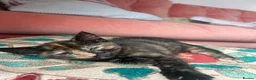 British Shorthair cats for sale: Lovely female tortoiseshell kitten for sale.  - Advert 4
