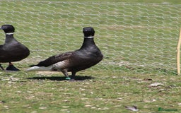 Waterfowl poultry for sale: Brent geese - Image 2