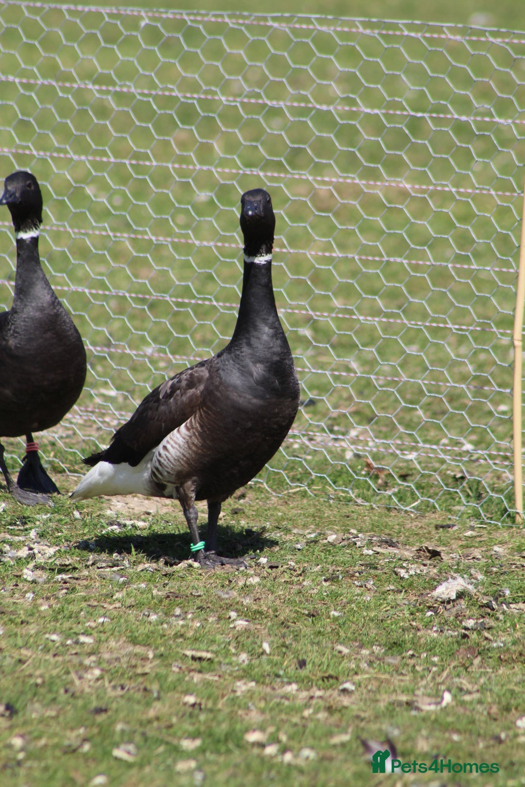 Waterfowl poultry for sale: Brent geese - Image 2