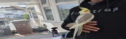 Cockatiels birds for sale: Super Hand Tamed cockatiel for sale  - Advert 15