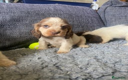 Cocker Spaniel dogs for sale: stunning show quality health tested puppies - Image 2