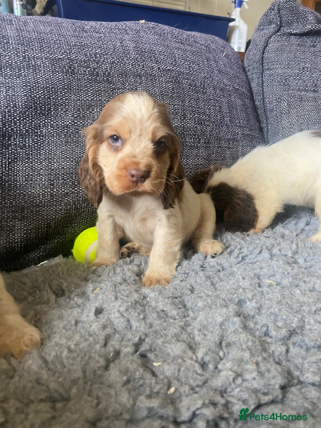 Cocker Spaniel dogs for sale: stunning show quality health tested puppies - Image 2
