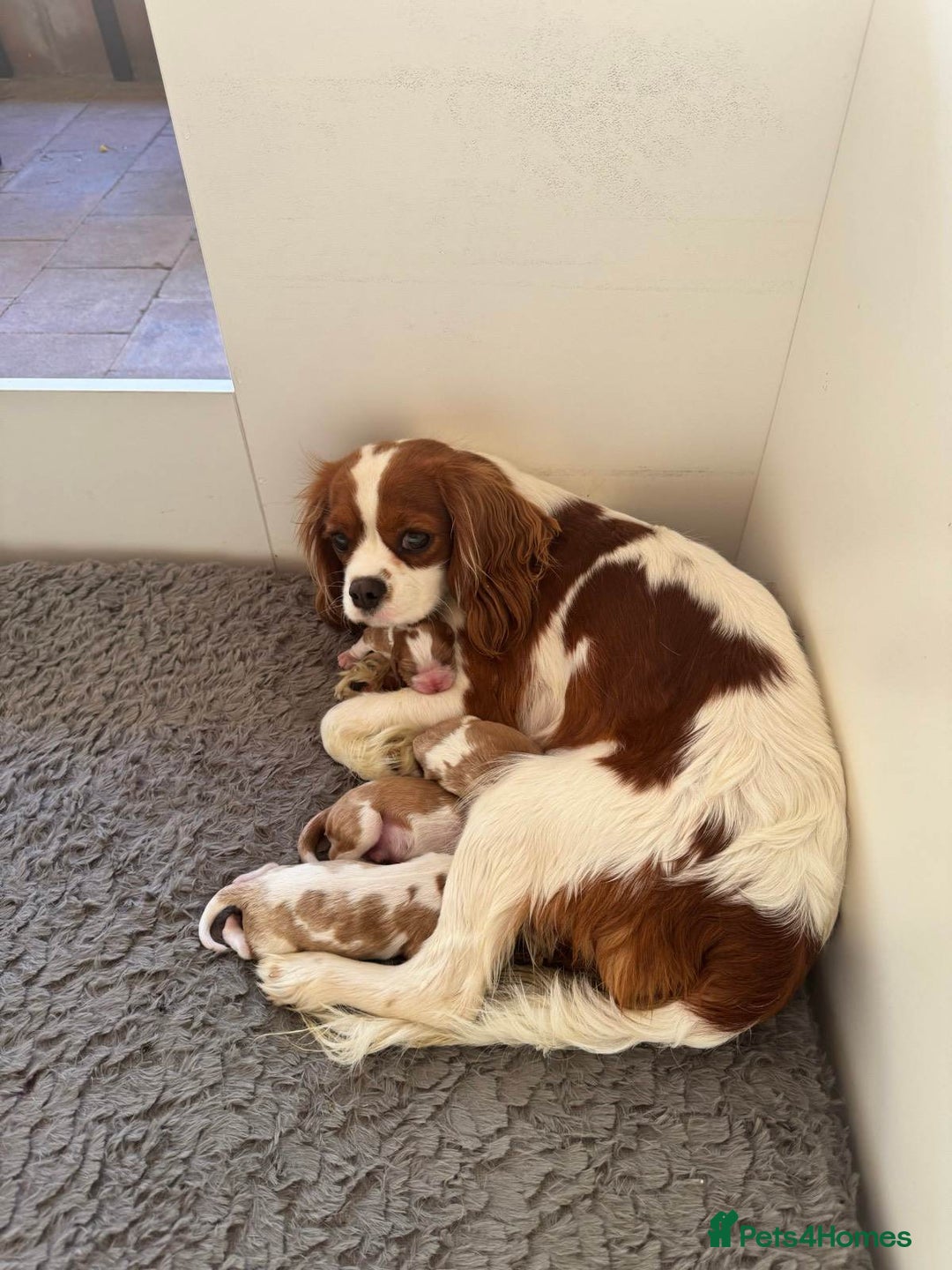 Cavalier King Charles Spaniel dogs for sale: Tested-clear cavalier king charles spaniels - Image 6