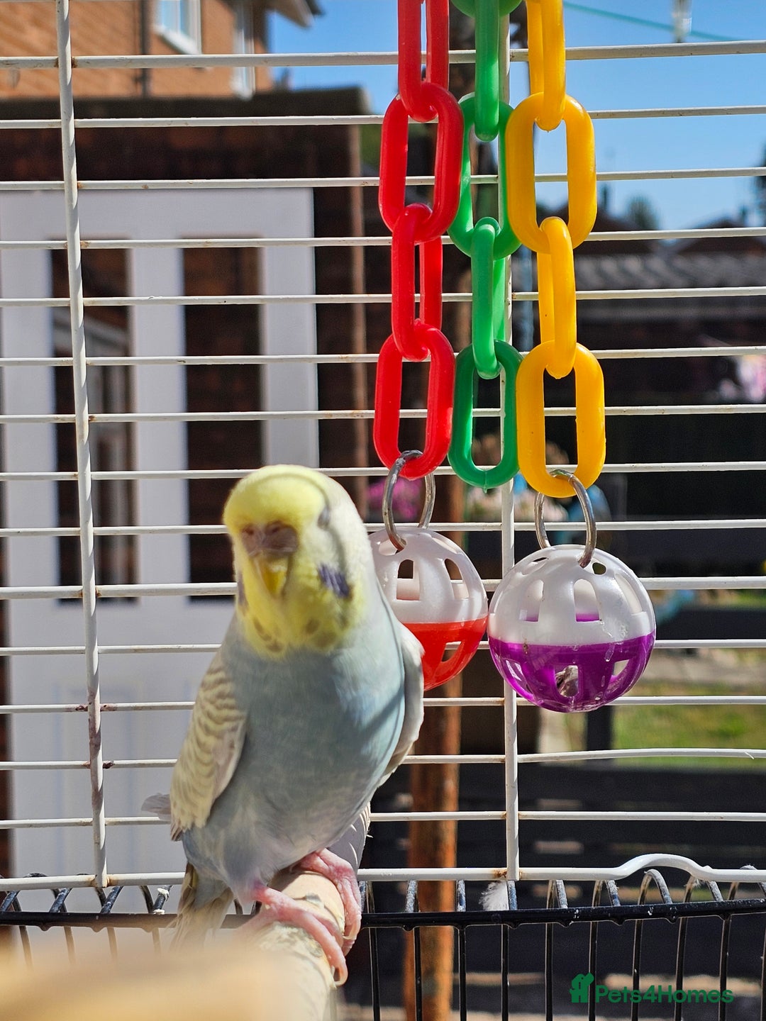 Budgerigars birds for sale: 2 male budgies, cage the lot  - Image 6