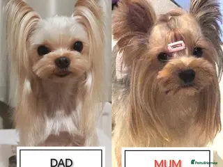 Yorkshire Terrier dogs Champion bloodline Yorkshire terrier puppies - Advert 11