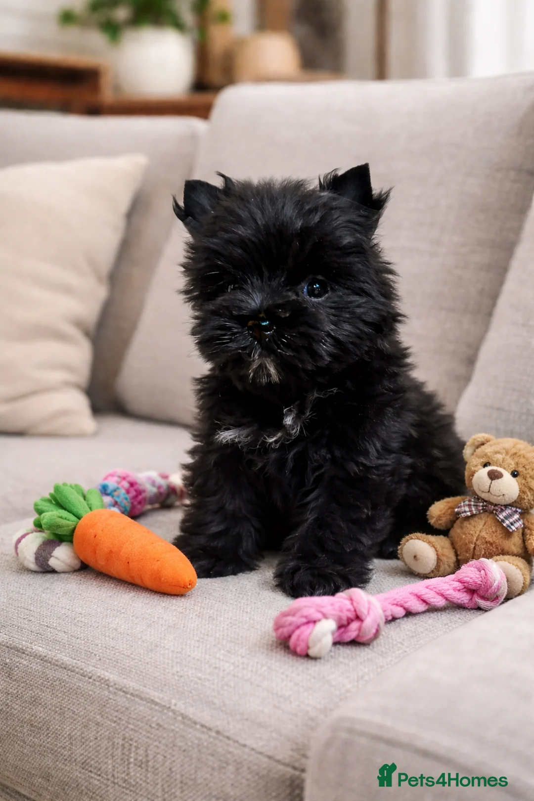 Yorkshire Terrier dogs for sale: Yorkshire Terrier  - Advert 3