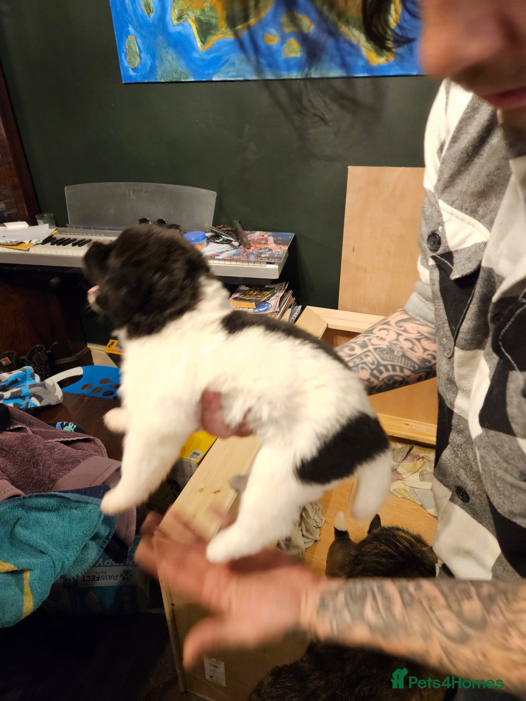 Akita dogs for sale: Beautiful Akita puppies - Advert 13