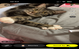 Mixed Breed cats for sale: Female cat for rehoming  - Image 3