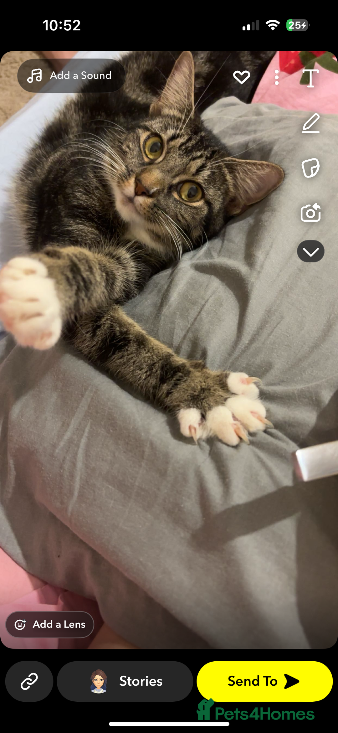 Mixed Breed cats for sale: Female cat for rehoming  - Image 3