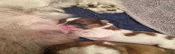 Shih Tzu dogs for sale: 2 beautiful shih tzu boys - Advert 4