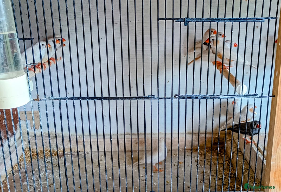 Finches birds for sale: 20 Pairs Zebra Finches  - Image 4
