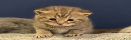 British Shorthair cats for sale: Gorgeous British Shorthair kittens Cute & Adorable - Advert 34