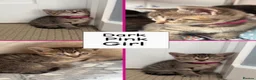 Mixed Breed cats for sale: Beautiful kittens  - Advert 29