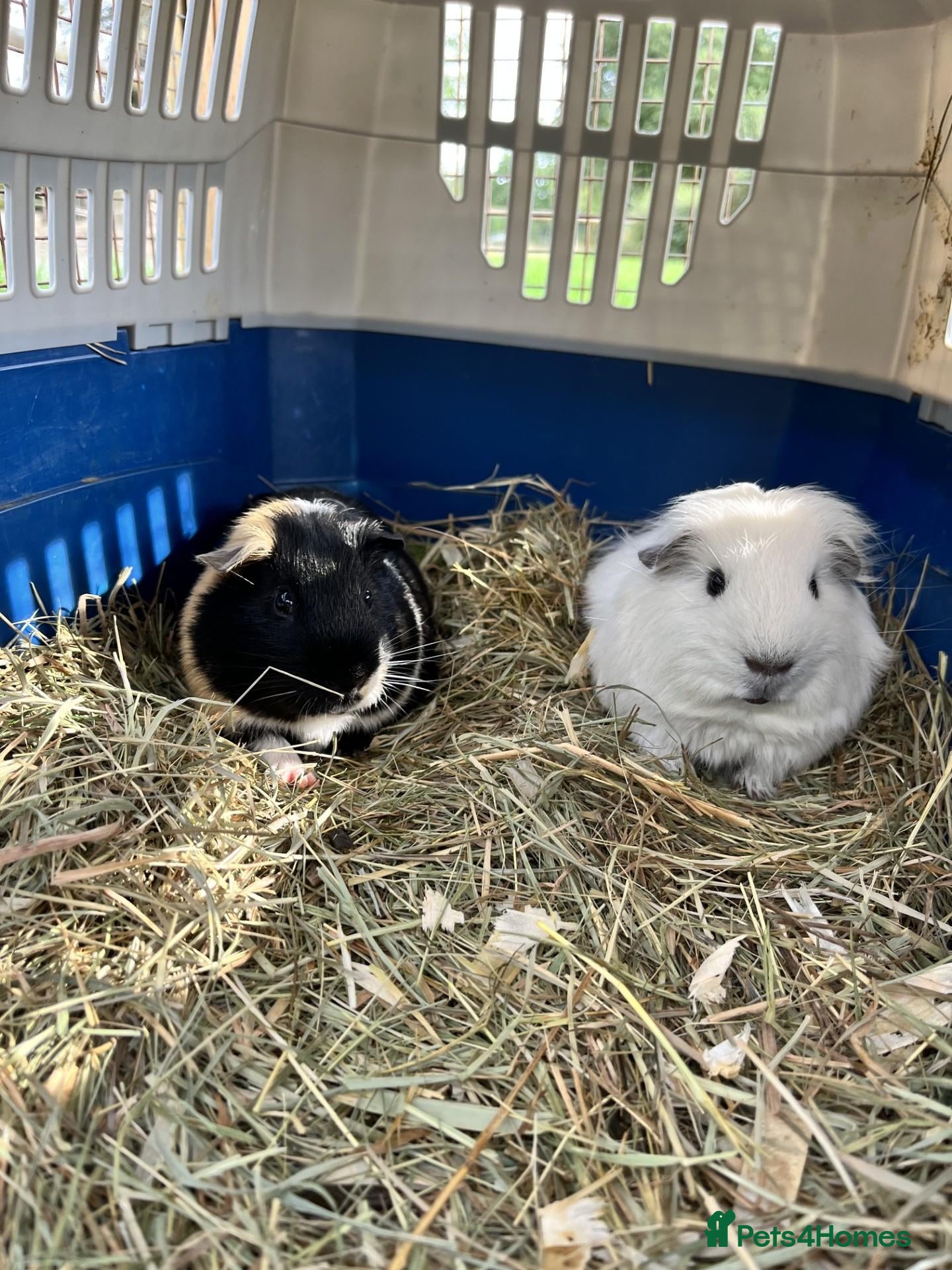 Guinea Pig rodents Two bonded male guinea pigs - Sven and Olaf - Advert 2