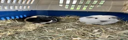 Guinea Pig rodents for sale: Two bonded male guinea pigs - Sven and Olaf - Advert 1