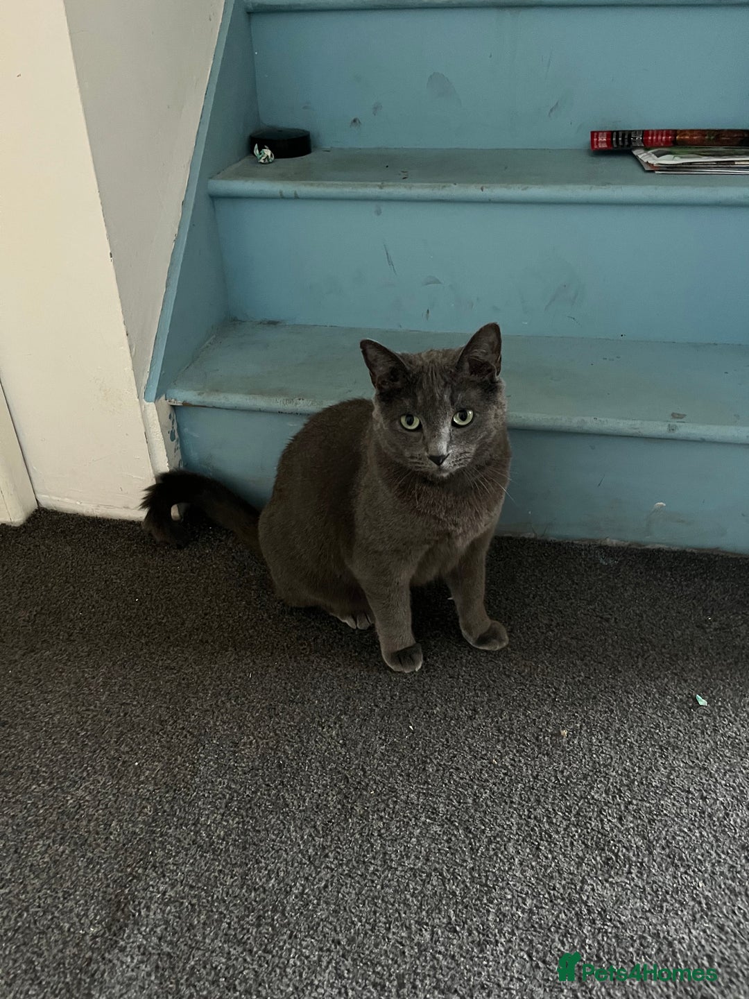 Mixed Breed cats for sale: Male, Grey, Ragdoll X Cat - Image 4
