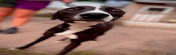 Whippet dogs for adoption: Twig - Whippet Cross for Adoption (16 kg) - Advert 2
