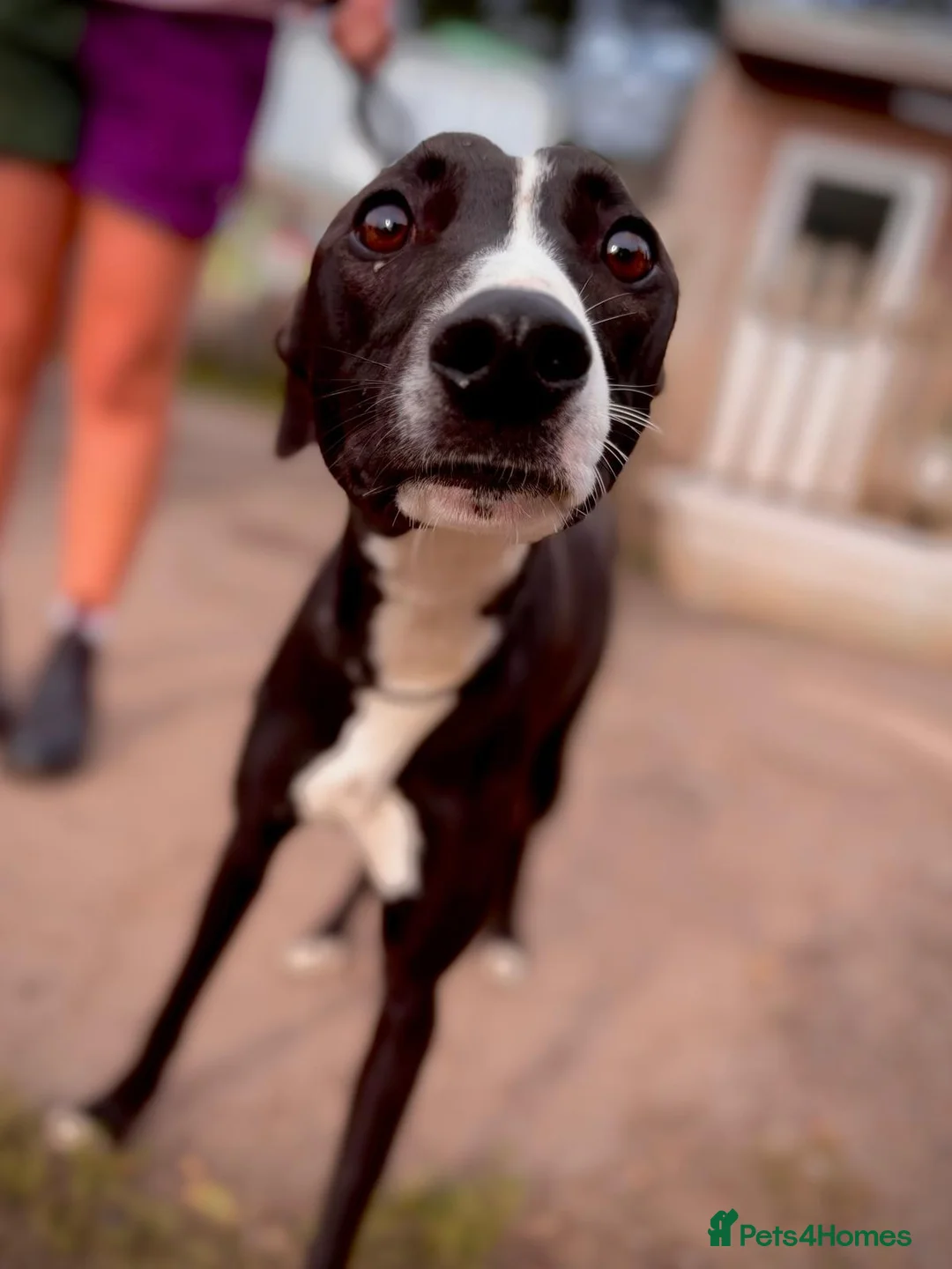 Whippet dogs for adoption: Twig - Whippet Cross for Adoption (16 kg) - Advert 2