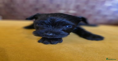 Miniature Schnauzer dogs - Advert 7