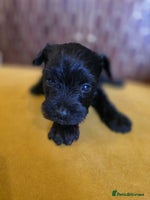 Miniature Schnauzer dogs - Advert 12