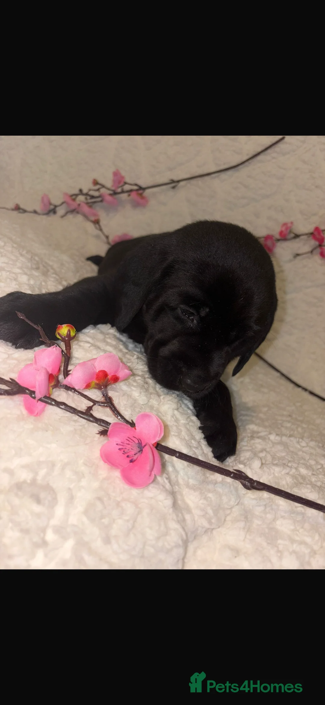 Labrador Retriever dogs for sale: Beautiful Labrador puppy’s  - Advert 9