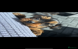 Yorkshire Terrier dogs for sale: Beautiful Yorkshire terrier puppy’s  - Image 12