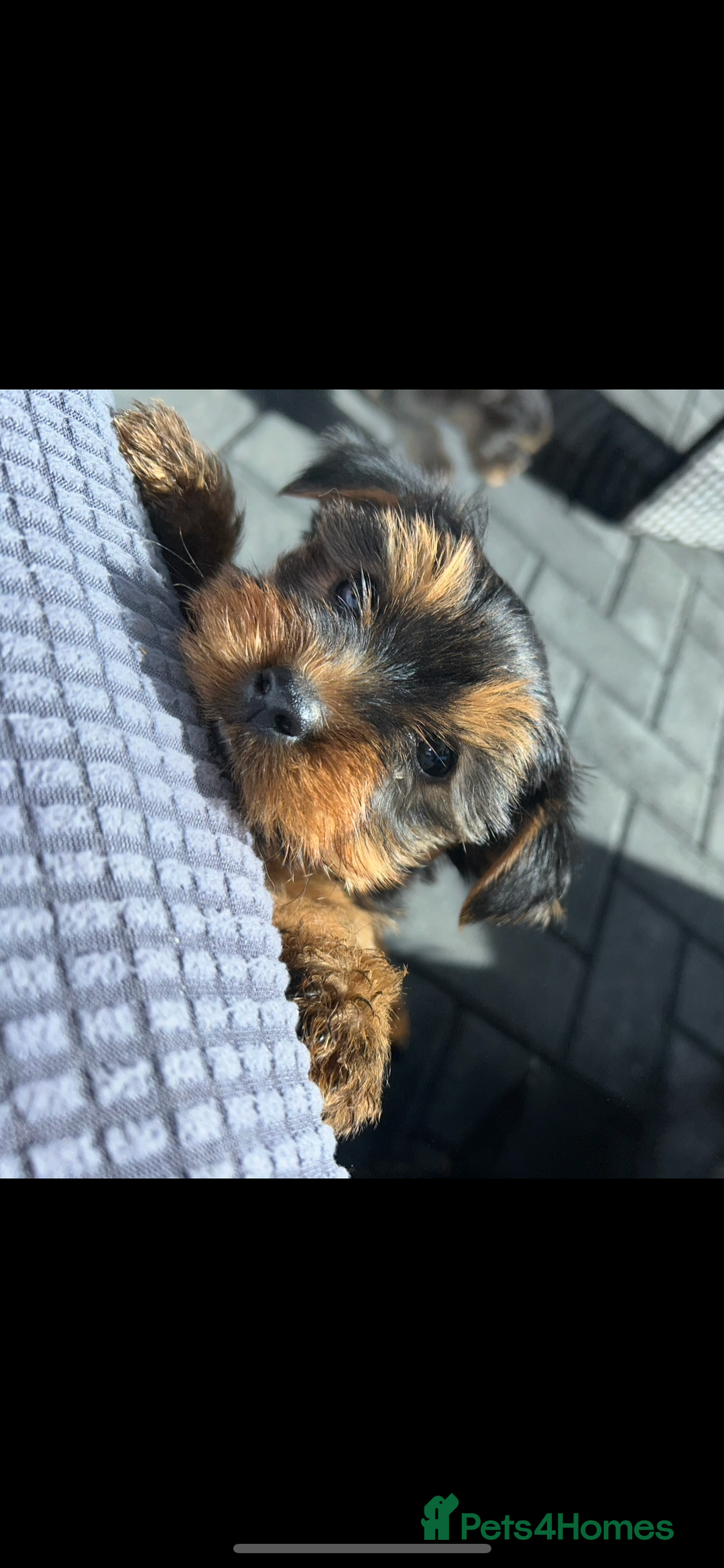 Yorkshire Terrier dogs for sale: Beautiful Yorkshire terrier puppy’s  - Image 12
