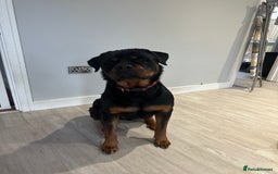 Rottweiler dogs for sale: 2 year old Rottie - Image 3