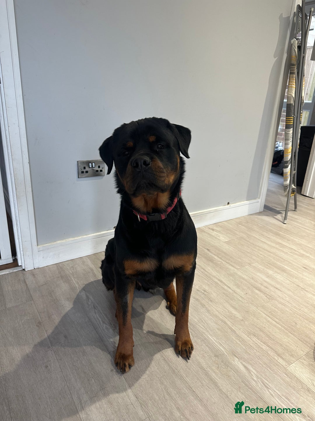 Rottweiler dogs for sale: 2 year old Rottie - Image 3