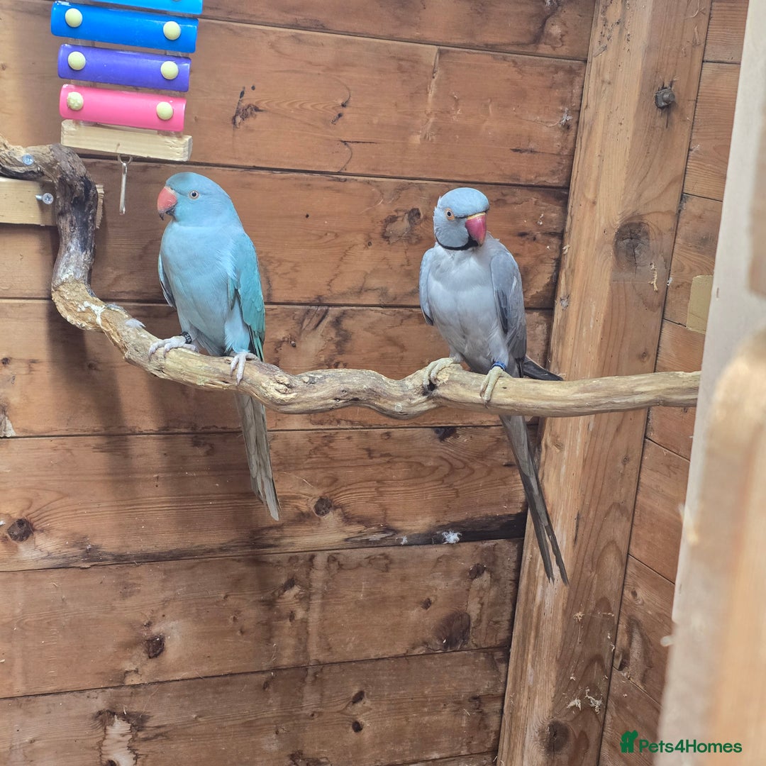 Parrots birds for sale: Male  and female indian ringneck parrots - Image 4