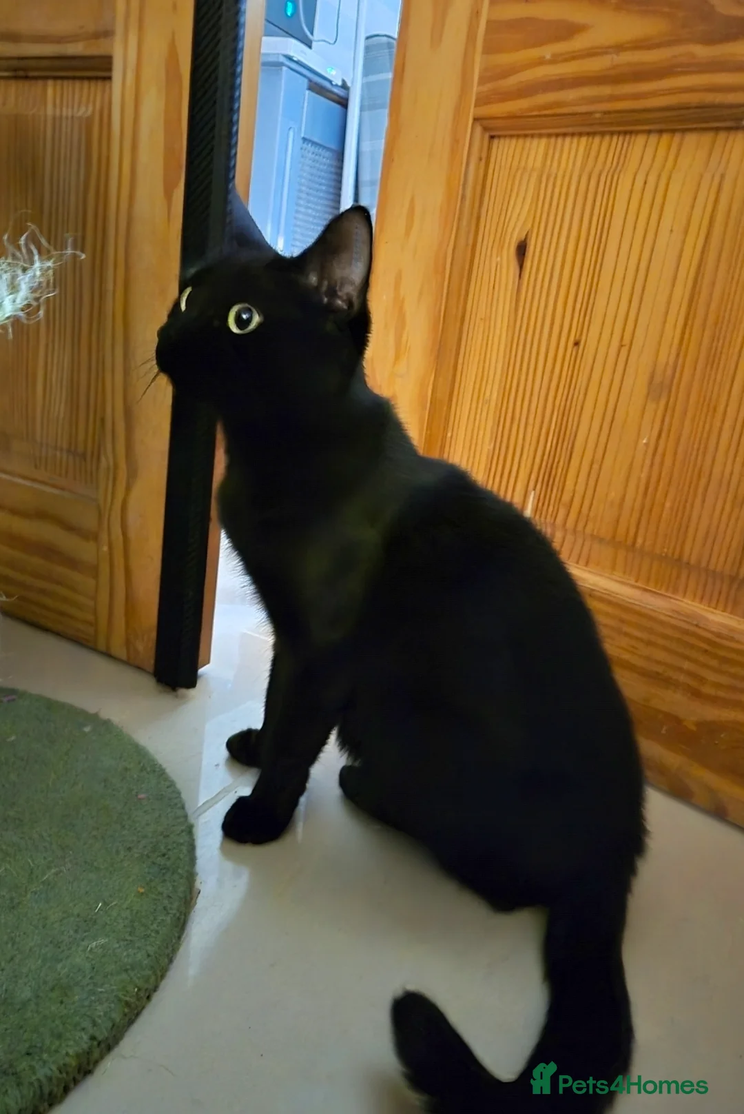 Mixed Breed cats for sale: 3 beautiful, playful boys. 1 black 2 tuxedo  - Advert 2