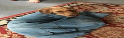 Dachshund dogs for sale: 4yr Old Dachshund for rehoming in Salisbury - Advert 3