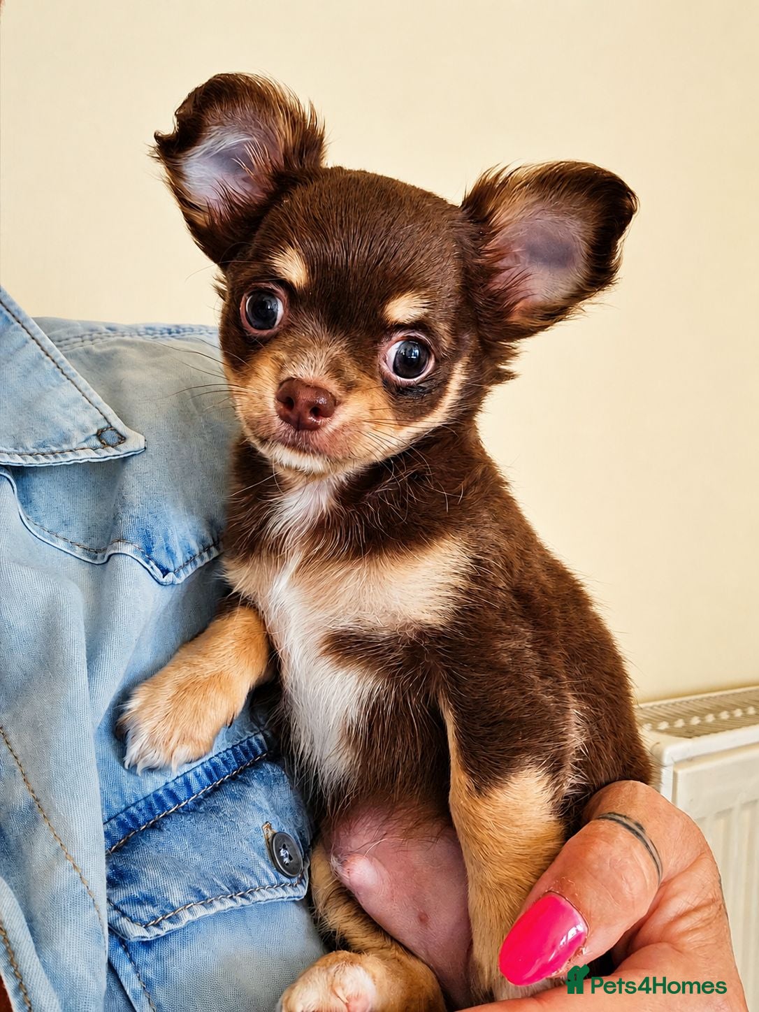 Chihuahua dogs Update! Little boy still available  - Advert 3