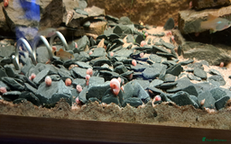 Snails invertebrates for sale: 10 x young Pink Ramshorn snails - Image 1