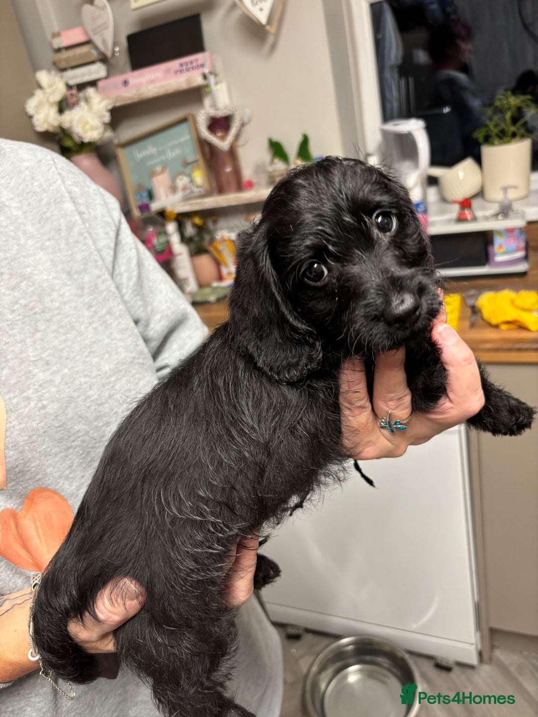 Doxiepoo dogs for sale: Doxipoo puppies READY NOW - Image 4