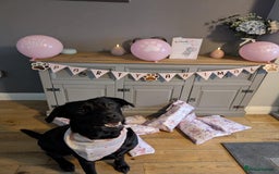 Labrador Retriever dogs for sale: Beautiful Labrador puppys  - Image 7