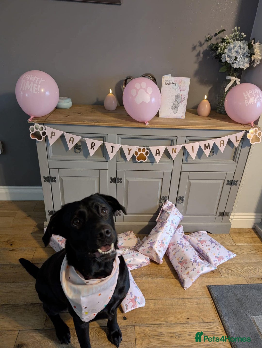 Labrador Retriever dogs for sale: Beautiful Labrador puppys  - Image 7