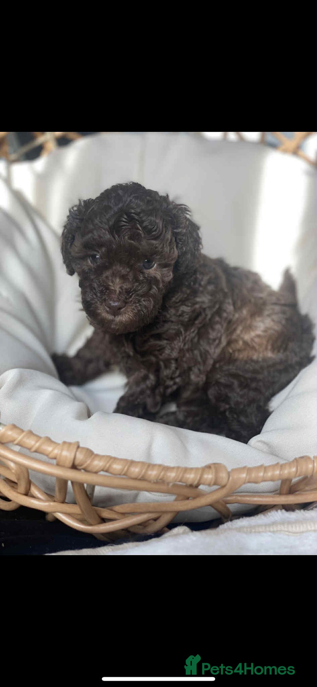 Toy Poodle dogs for sale: One Kc phantom toy poodle left- ready now!  - Advert 24