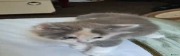 Ragdoll cats for sale: 1 female kitten rag doll in Crook - Advert 5